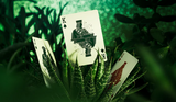 Succulent Deck (Special Edition Foil Case) - Playing Cards