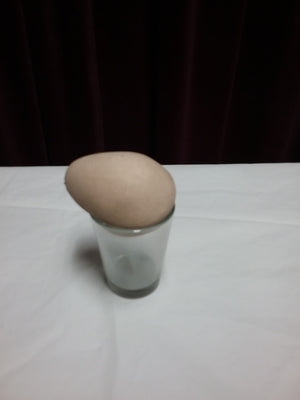 The Eggcessory -Trick