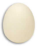 Foam Egg Goshman